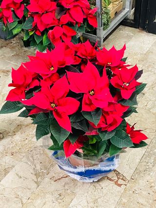 Stella di natale