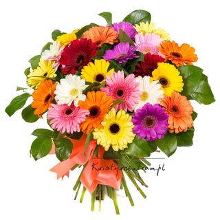 Gerbery (kolory dnia) 15 szt
