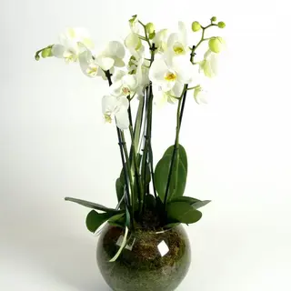 DE LUX ORCHIDEA BIANCA 4 RAMI 