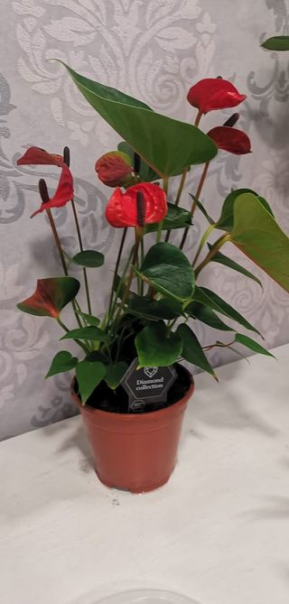 Anthurium