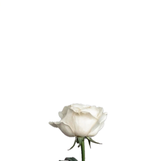 Rosa branca