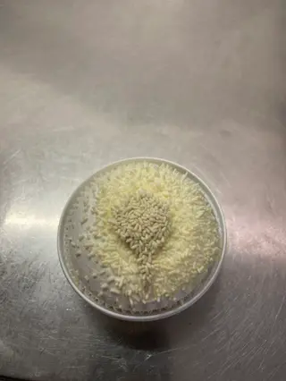 Gelato al tartufo bianco 