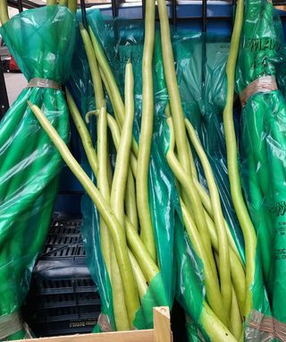 Zucchine lunghe cad 