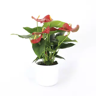 Anthurium Andreanum "Karma Red"