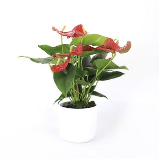 Anthurium Andreanum "Karma Red"