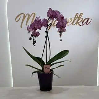 Storczyk wodospad kolor mix 70 cm + osłonka