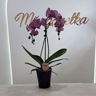 Storczyk wodospad kolor mix 70 cm + osłonka