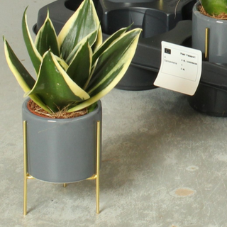 Sansiveria pequeña con macetero