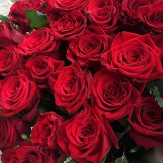 12 rose rosse gambo medio