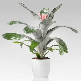Aechmea fasciata