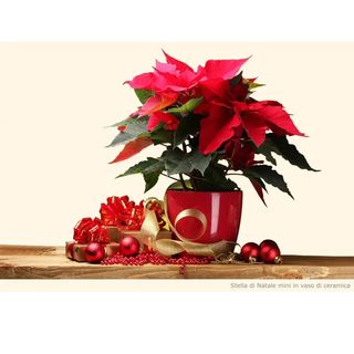 Mini stella di Natale