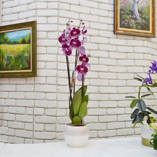 Planta ghiveci plalaenopsis cu vas ceramic