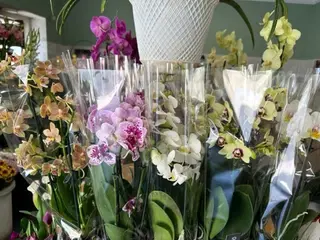 Orquídea Multiflora