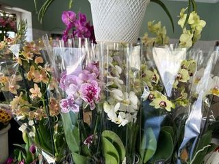 Orquídea Multiflora