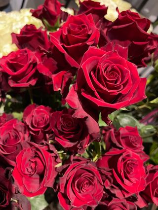 Bukiet z 7 długich czerwonych róż 