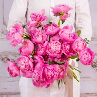 Buchet cu 25 bujori roz