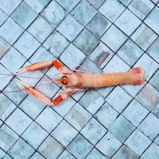 Scampo da crudo 1 pezzi