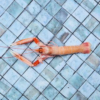 Scampo da crudo 1 pezzi