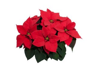 Коледна звезда - червена