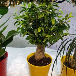 ficus benjy alberello