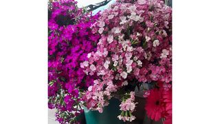 ფერადი ბარბატუსის თაიგული