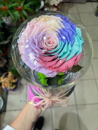 Crio Big Rainbow Rose 2
