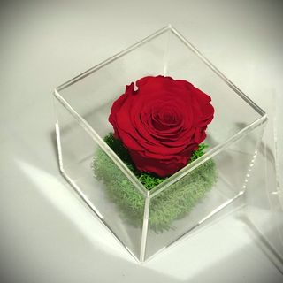 Trandafir rosu mini in cub transparent