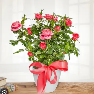 Pianta della rosa 