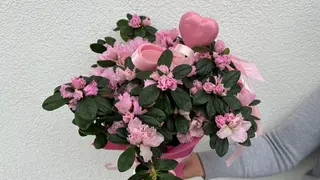 Azalia w doniczce