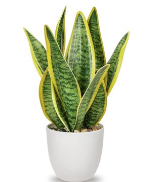 Espada de São Jorge 