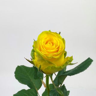 Пенні Лейн 60см