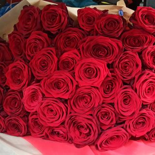 Solo rose primium XL