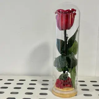Cúpula PEQUEÑA Rosa ROJA Preservada