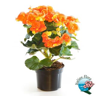 Begonia