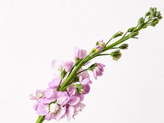 Lilac Matthiola