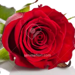 Rosa rossa singola