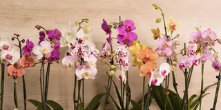 Orquidea Sin Maceta