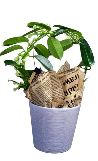 Stephanotis - Iasomie de Madagascar