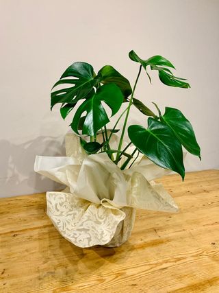 Mostera/ Costilla De Adan Mediana