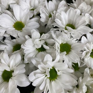 Хризантема кущова