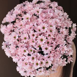 Хризантема "Гранд Пінк", шт