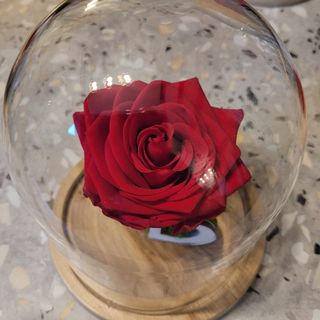 Trandafir criogenat rosu in cupola