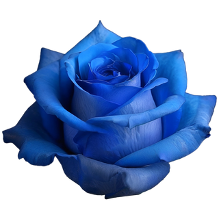  Rosa Azul Flor Suelta (Por unidad/No es un ramo/No bouquet) 