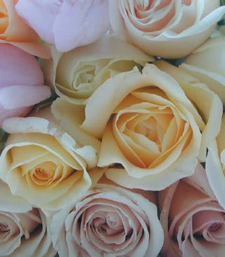 Mazzo di rose colore bianco -7 rose