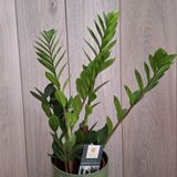 Замиокулкас