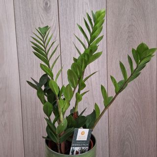 Замиокулкас