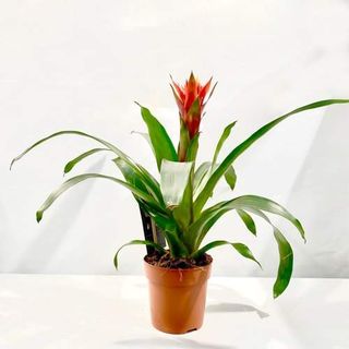 Bromelia
