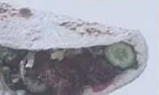 6 Panino kofta
