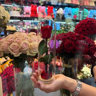 cupula de rosa eterna roja