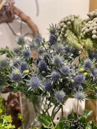 Ramo Cardo Azul